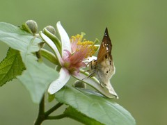 Eagris sabadius ochreana