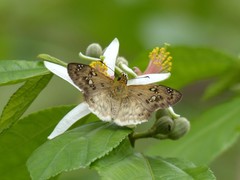 Eagris sabadius ochreana
