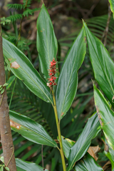 Alpinia stachyodes