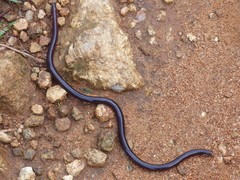 Afrotyphlops obtusus