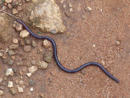 Photo of a Southern Gracile Blind-snake (Afrotyphlops obtusus)