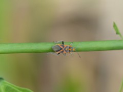 Graptostethus swynnertoni