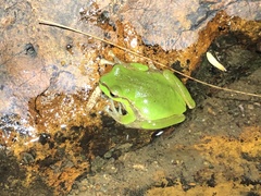 Ranoidea pearsoniana