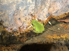 Ranoidea pearsoniana