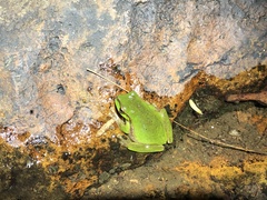 Ranoidea pearsoniana