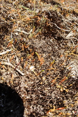 Selaginella gracillima
