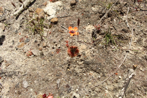 Drosera platystigma