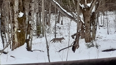 Canis latrans thamnos