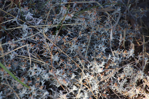 Image of Helichrysum tinctum by (c) Tony Rebelo, some rights reserved (CC BY-SA)