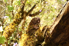 Frullania falciloba