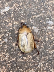 Scarabaeidae
