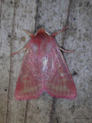 Psectraglaea carnosa