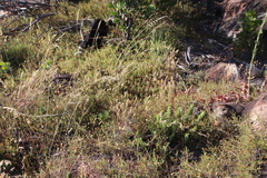 Aspalathus retroflexa retroflexa