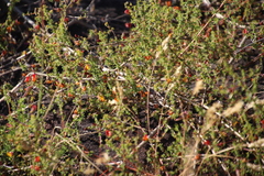 Aspalathus retroflexa retroflexa