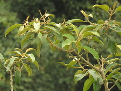 Citharexylum subflavescens