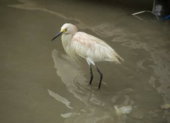Egretta thula