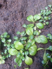 Myosotis pansa pansa