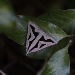 Dichromodes personalis