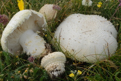 Floccularia luteovirens