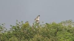 Nisaetus cirrhatus limnaeetus