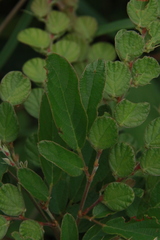 Phyllodium pulchellum