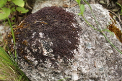 Frullania falciloba