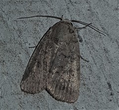 Athetis reclusa