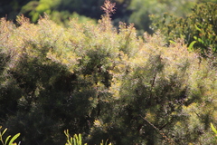Hakea gibbosa