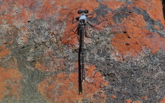 Austroargiolestes christine