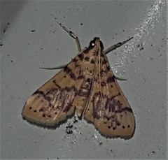 Conogethes haemactalis