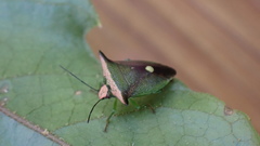 Anaca fasciata