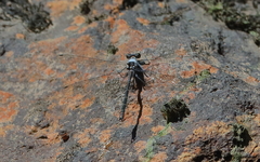 Austroargiolestes christine