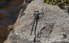 Austroargiolestes christine