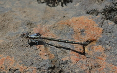 Austroargiolestes christine