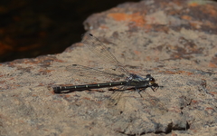 Austroargiolestes christine