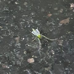 Insecta