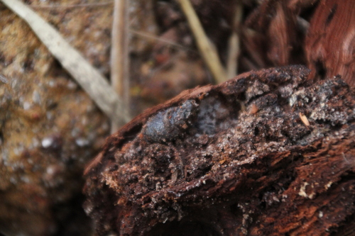 Forest Toadlet, Metacrinia nichollsi