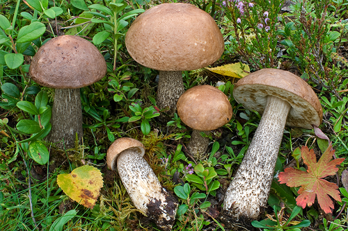 Leccinum scabrum (Bull.) Gray