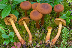 Cortinarius bataillei
