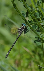 Eusynthemis aurolineata