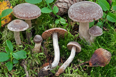 Cortinarius hemitrichus