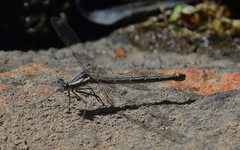 Austroargiolestes christine