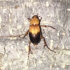 Phyllotocus macleayi