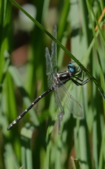 Eusynthemis aurolineata