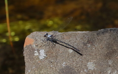 Austroargiolestes christine