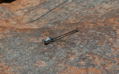 Austroargiolestes christine