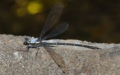 Austroargiolestes christine