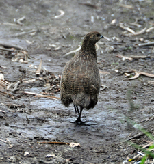 Margaroperdix madagarensis