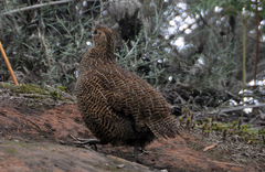 Margaroperdix madagarensis