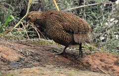 Margaroperdix madagarensis